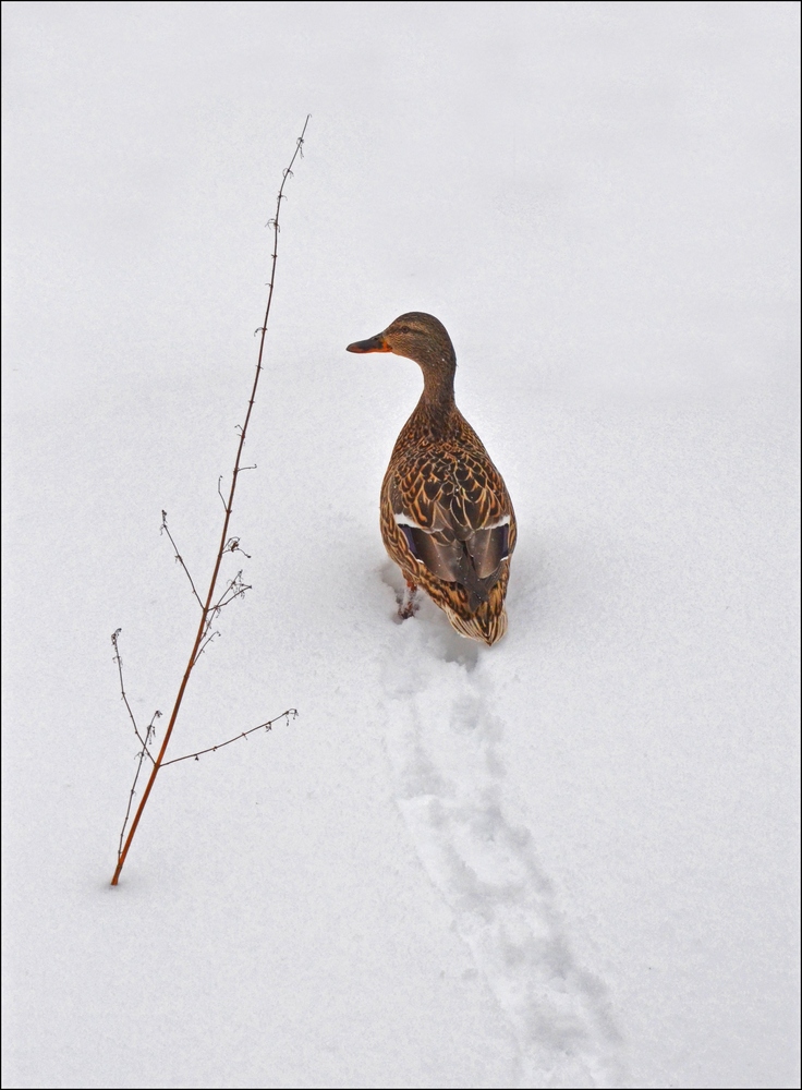 фото "По снегу, по белому снегу..." метки: природа, дикие животные