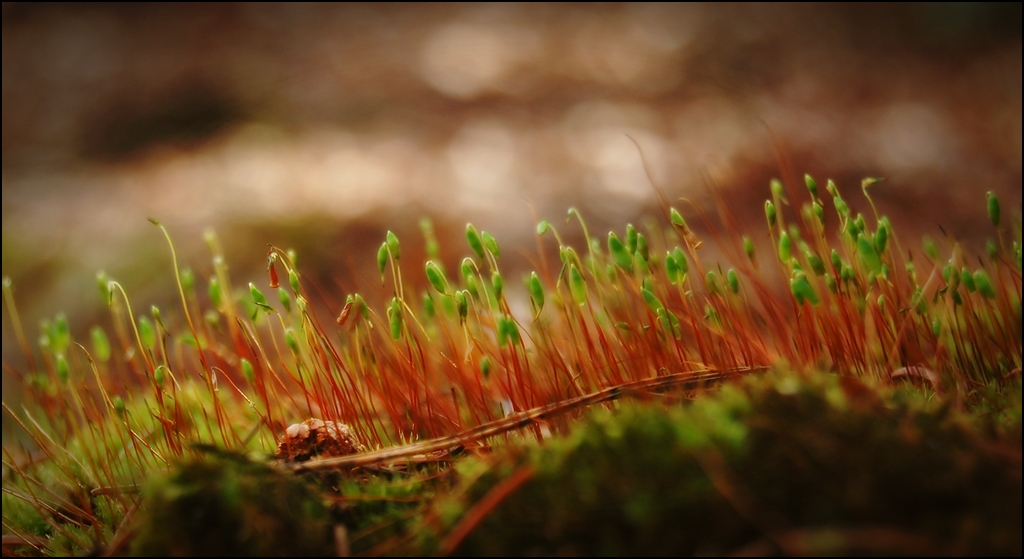 photo "***" tags: macro and close-up, 