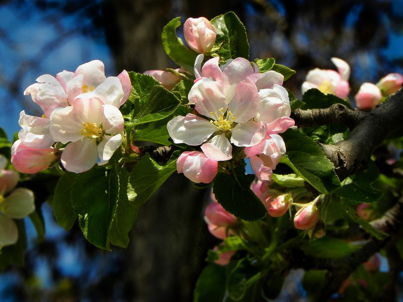 фото "Яблони в цвету" метки: природа, цветы