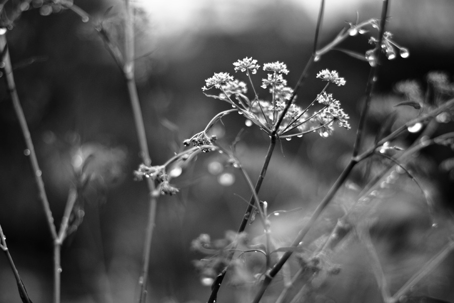 фото "Трава и дождь" метки: природа, цветы