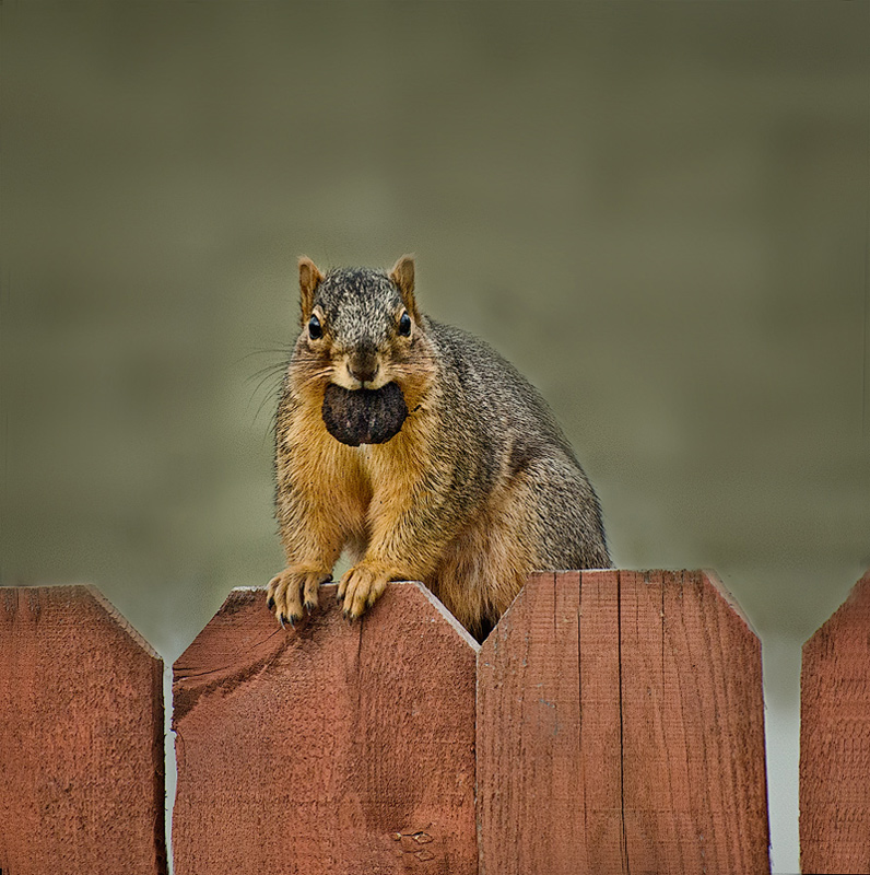 photo "Weight Watchers ??" tags: nature, wild animals