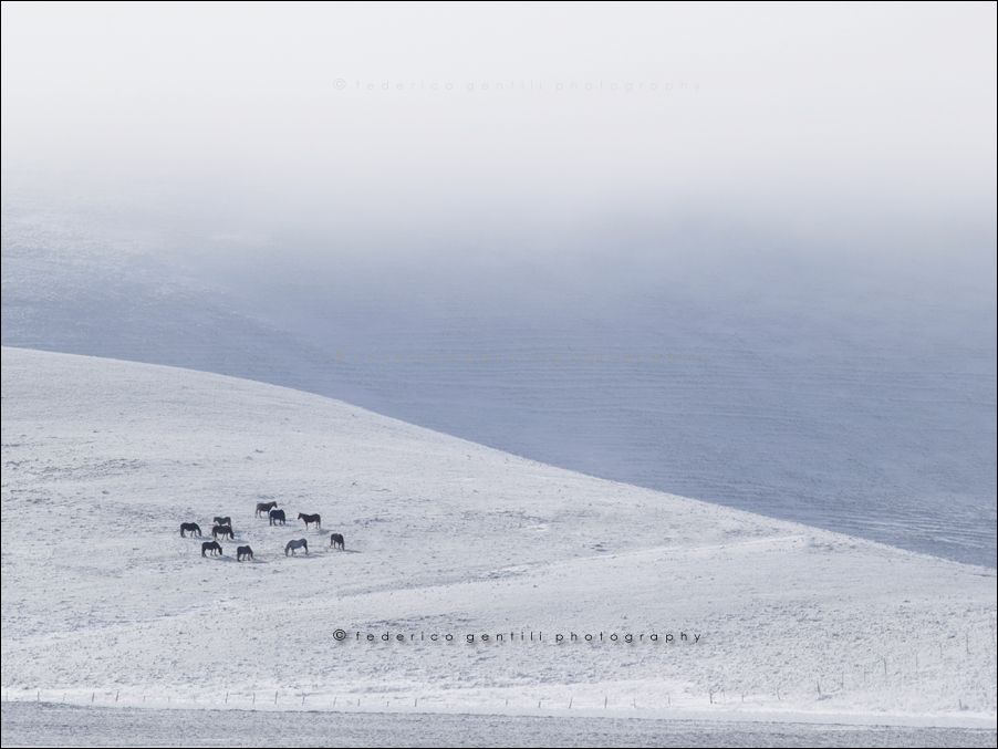 photo "wild bunch" tags: landscape, mountains