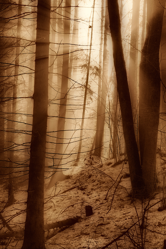 photo "Mist in the forest" tags: landscape, forest