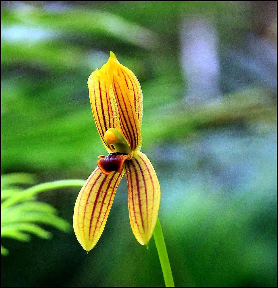 photo "Orchid - Mormolyca ringens" tags: nature, flowers