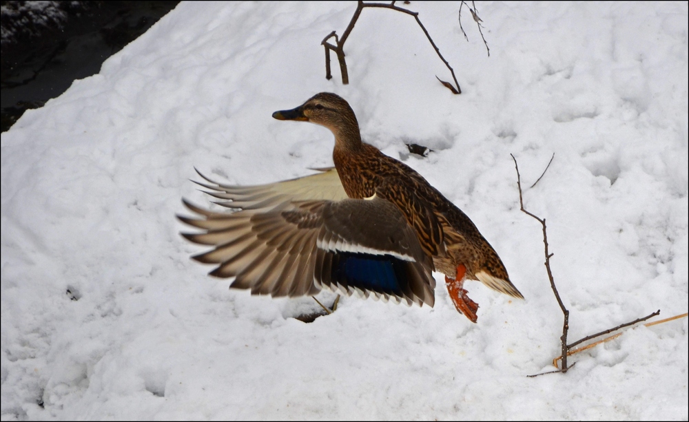 photo "***" tags: nature, wild animals