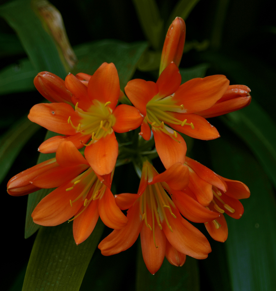 photo "***" tags: nature, flowers