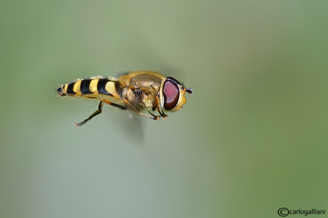 фото "In flight" метки: природа, насекомое