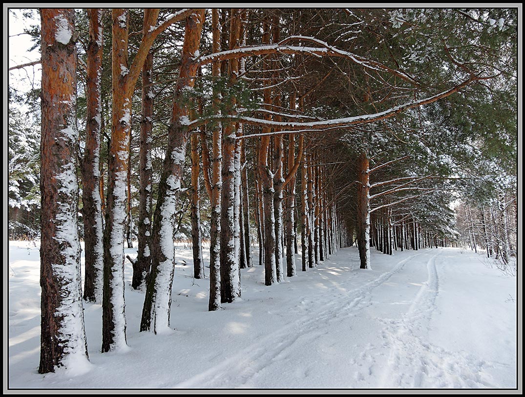 фото "Снежный апрель." метки: пейзаж, лес