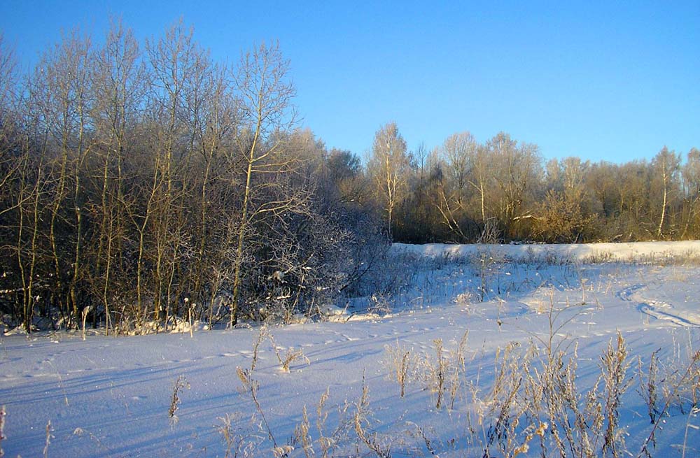 photo "***" tags: landscape, forest, winter