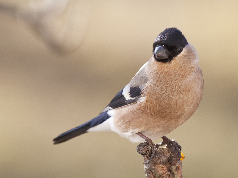 photo "***" tags: nature, wild animals