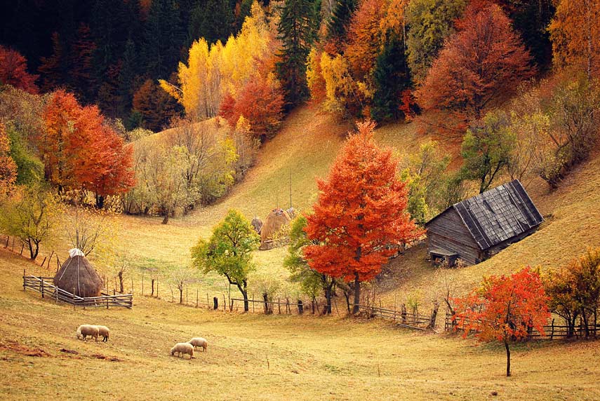 фото "..." метки: пейзаж, лес