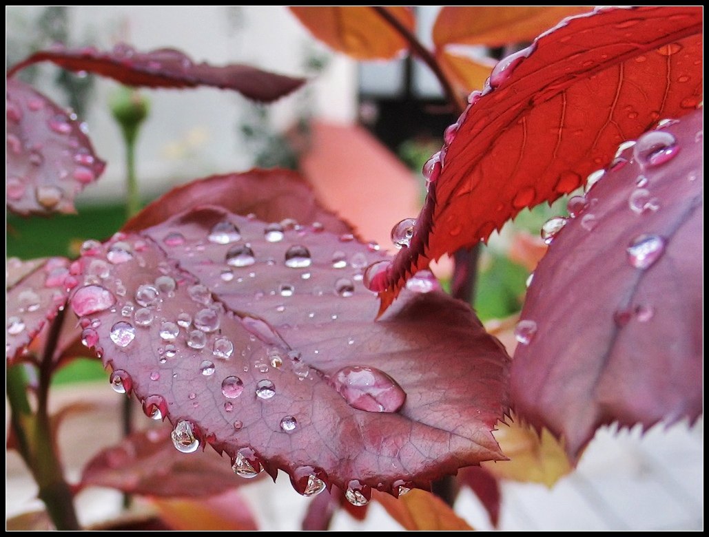 фото "после дождя" метки: природа, цветы
