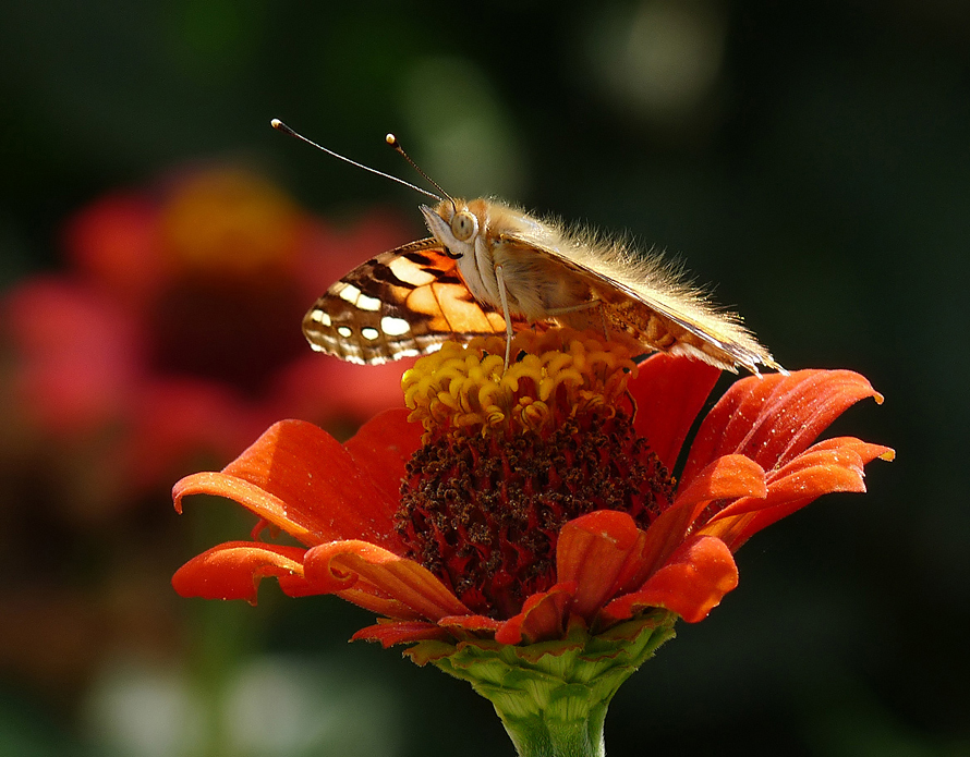 photo "***" tags: nature, insect