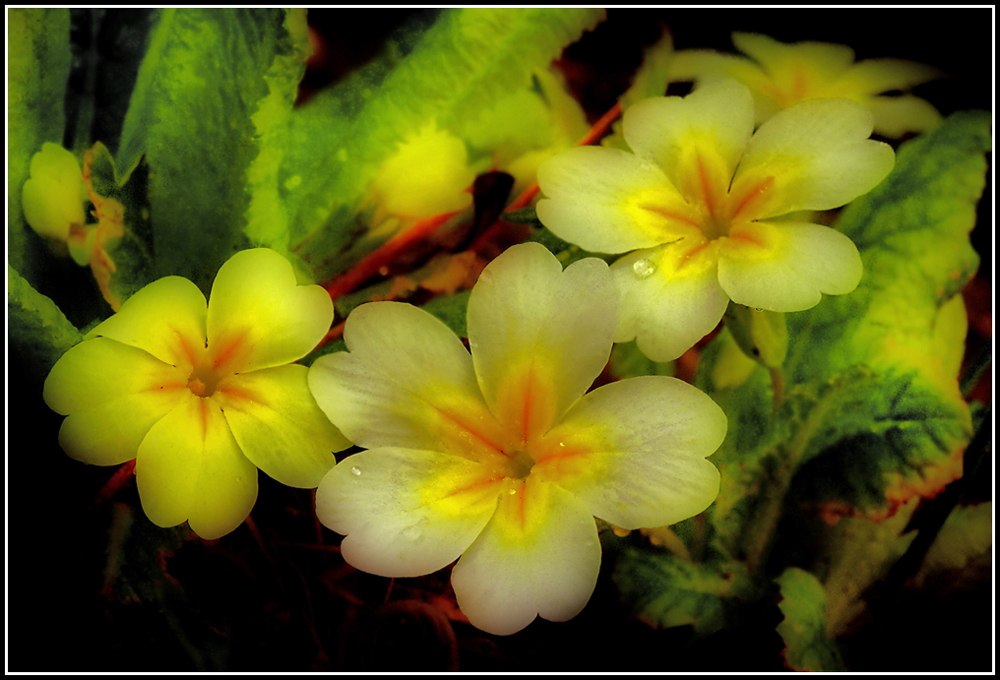 photo "***" tags: nature, macro and close-up, flowers