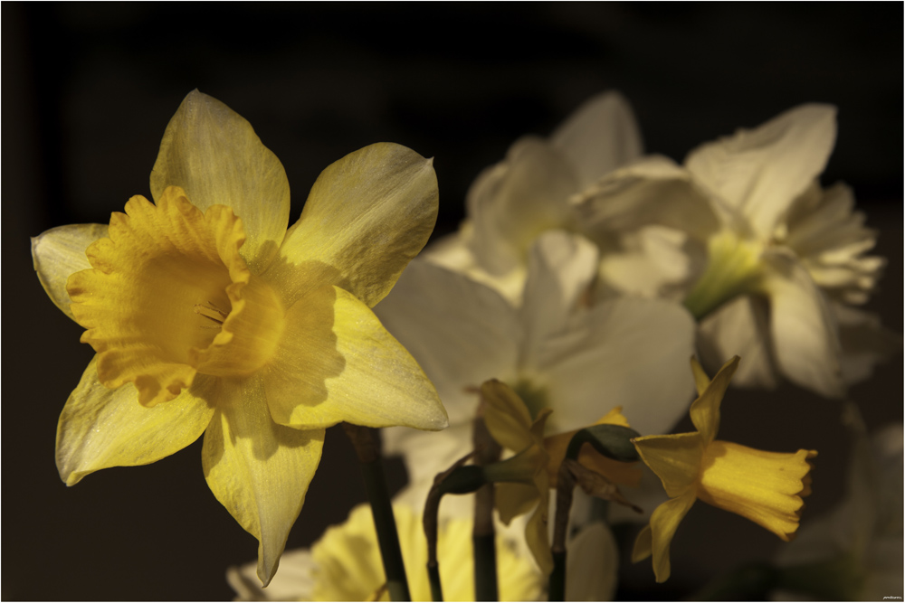 фото "Daffodil announce the spring" метки: макро и крупный план, природа, цветы