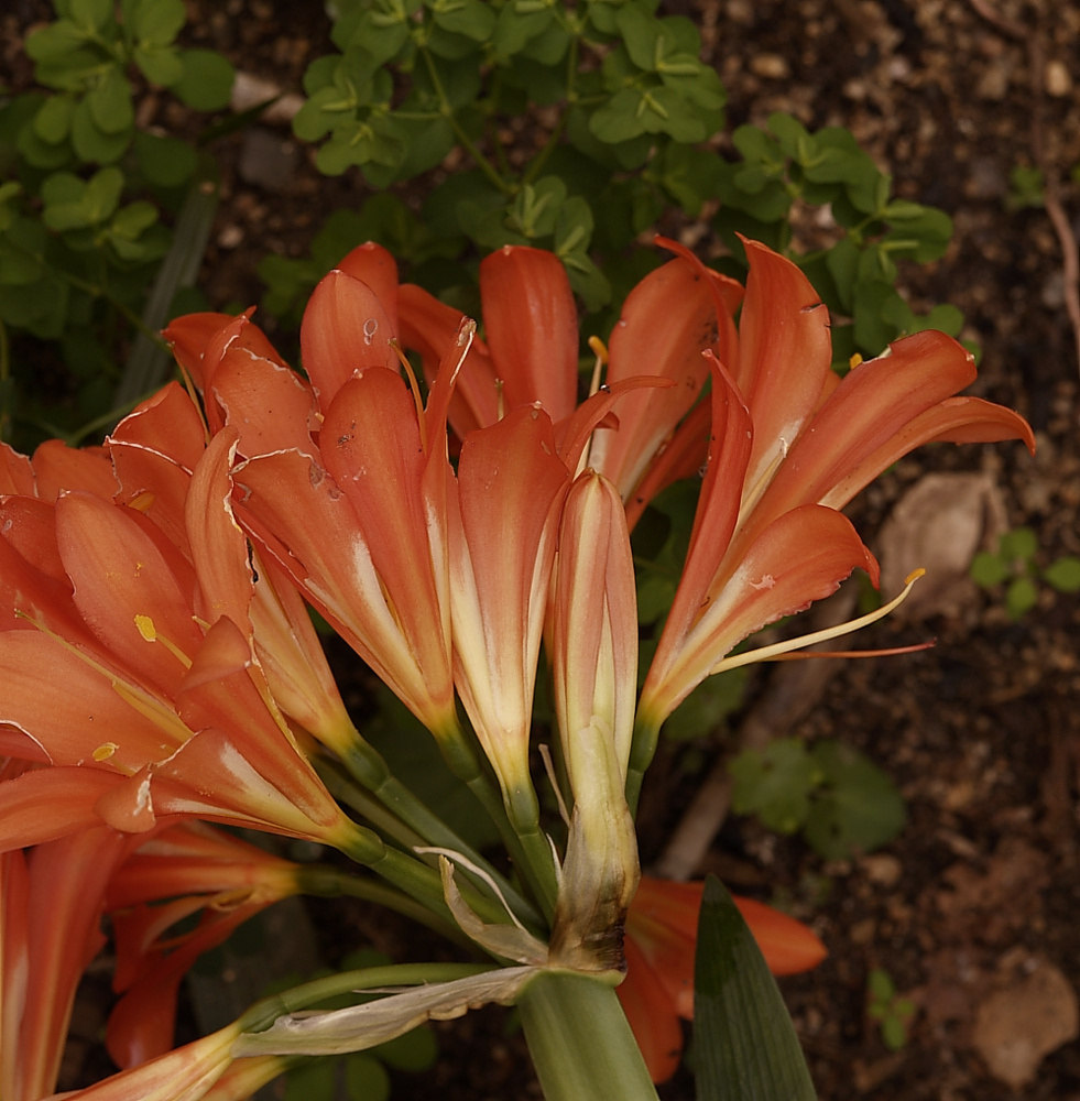 photo "***" tags: nature, flowers