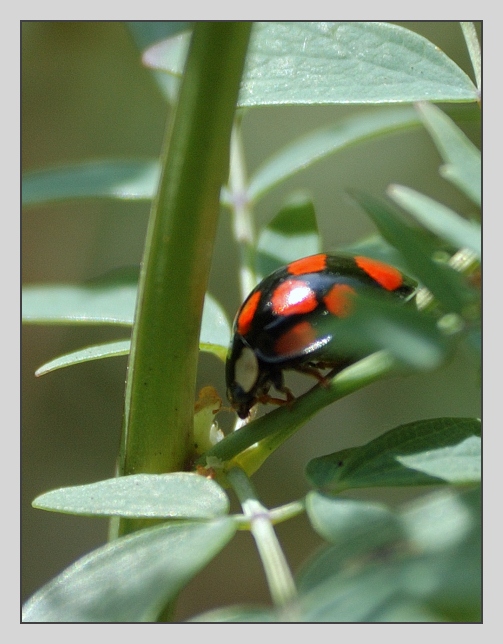 photo "***" tags: nature, macro and close-up, insect