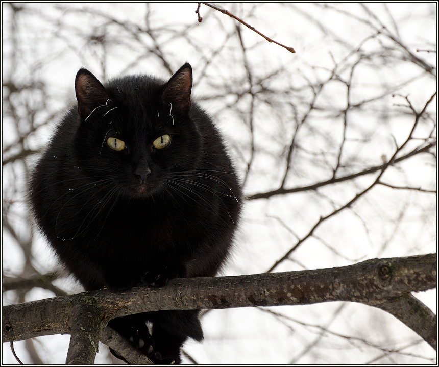 photo "***" tags: nature, pets/farm animals