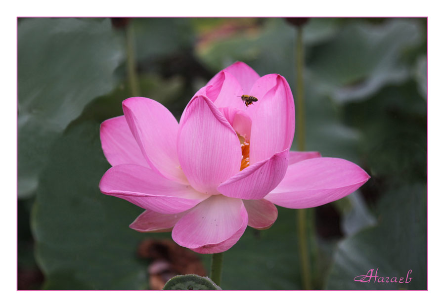 photo "***" tags: nature, flowers