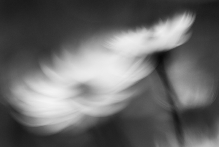 photo "dance I" tags: nature, abstract, flowers