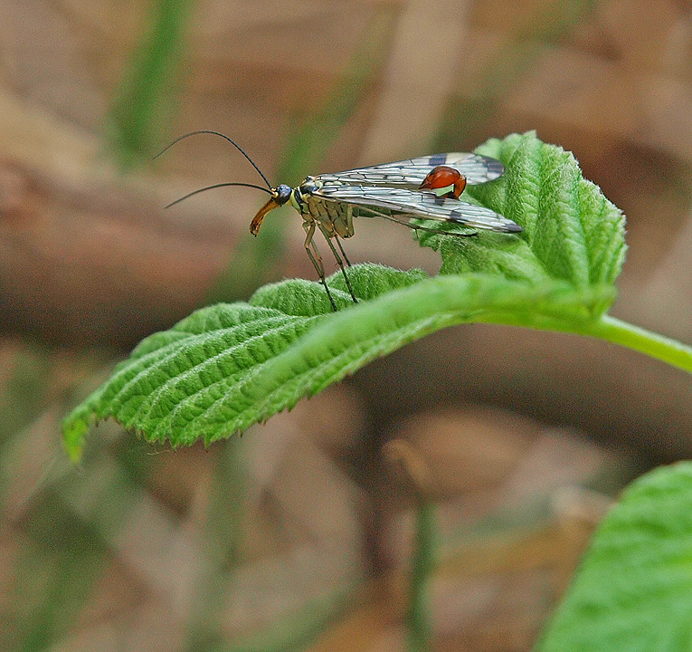 photo "Scorpion Fly" tags: nature, reporting, insect