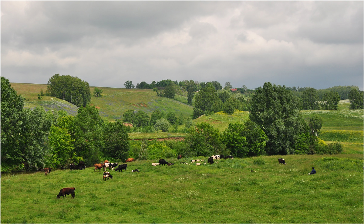 photo "***" tags: landscape, pets/farm animals, summer