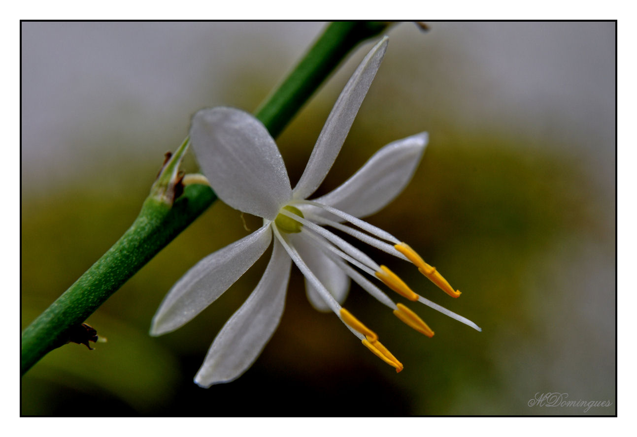 photo "#" tags: macro and close-up, nature, flowers