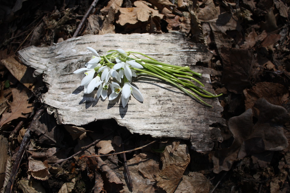 photo "Spring" tags: nature, flowers