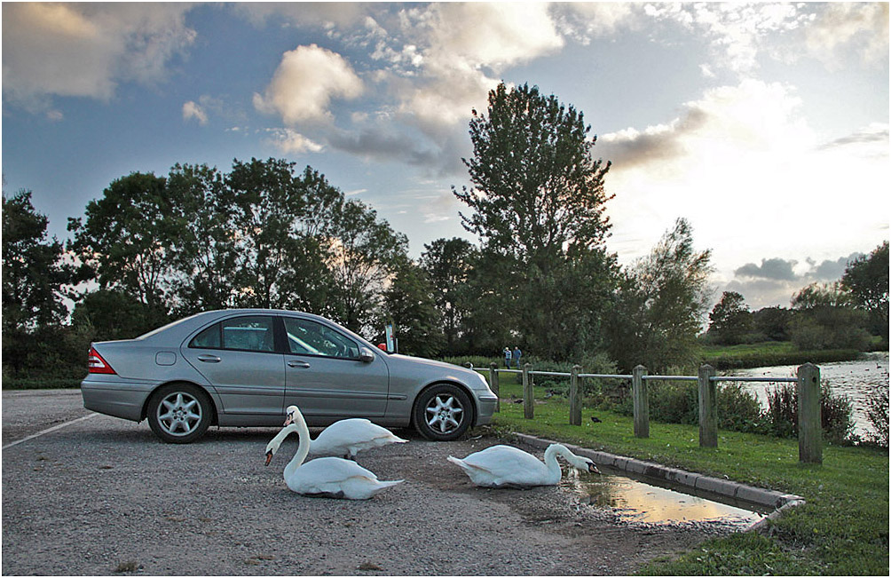 фото "Припарковались..." метки: природа, дикие животные, дикие животные птицы