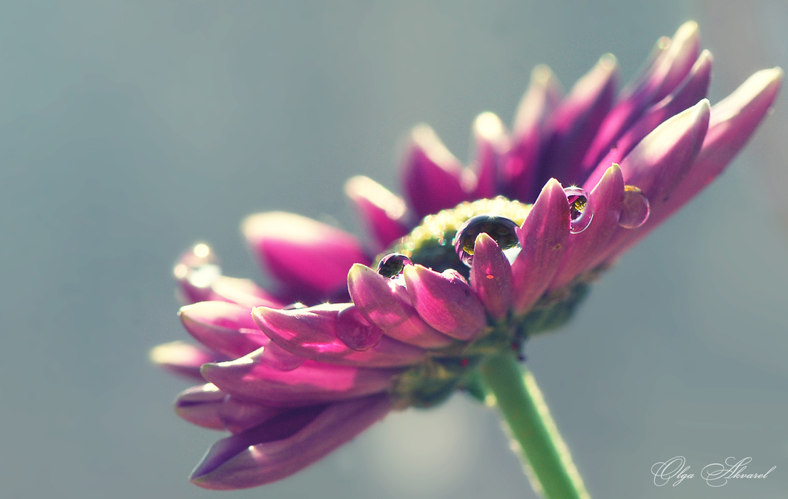 photo "***" tags: nature, flowers