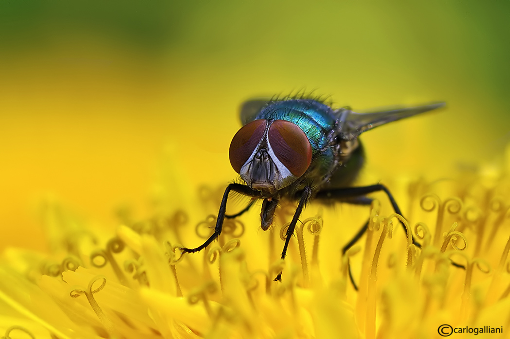 photo "Lucilia caesar" tags: macro and close-up, 