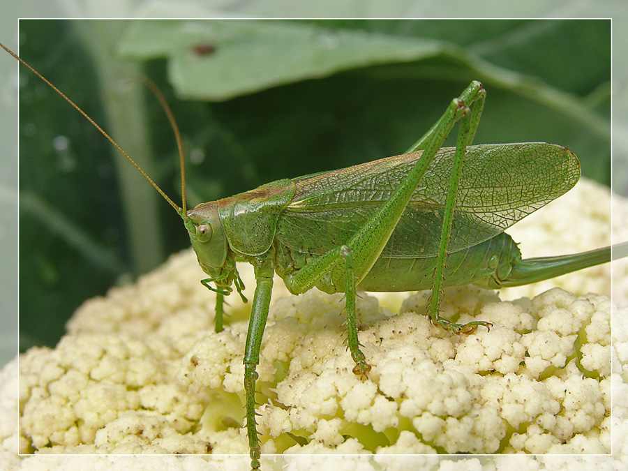 photo "***" tags: nature, insect