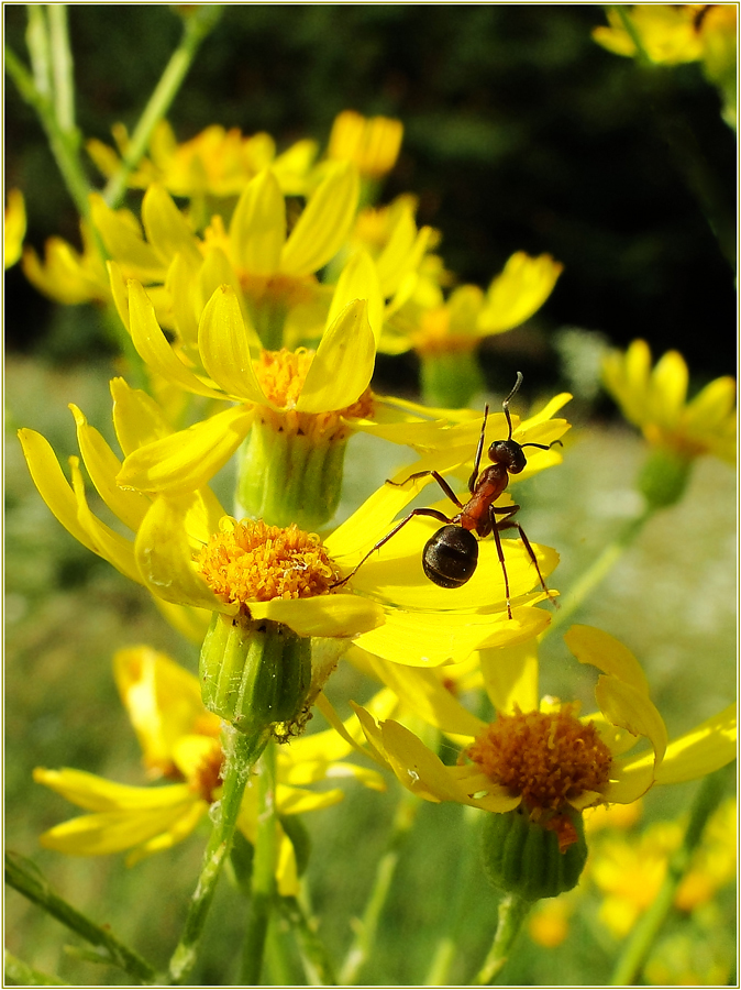 photo "***" tags: nature, insect