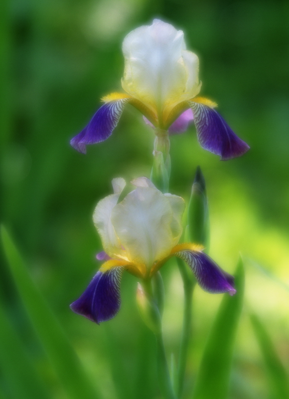 photo "***" tags: nature, flowers