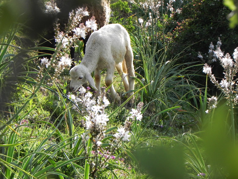 photo "Lamb" tags: landscape, nature, pets/farm animals, spring