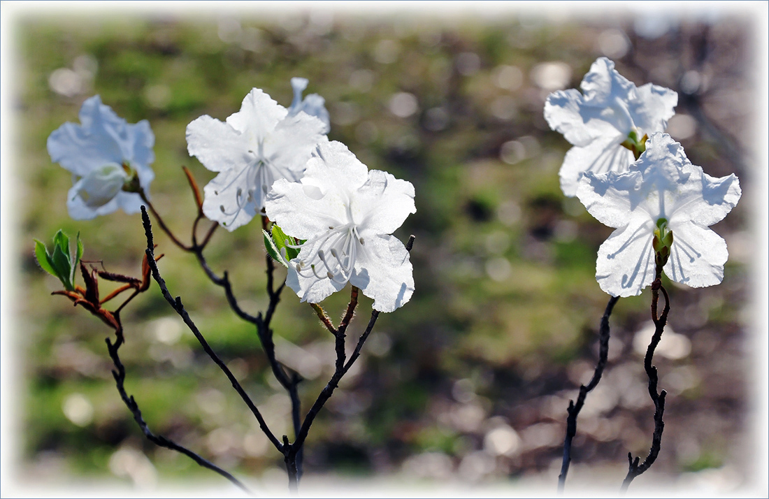 фото "Хрупкие веточки" метки: природа, цветы