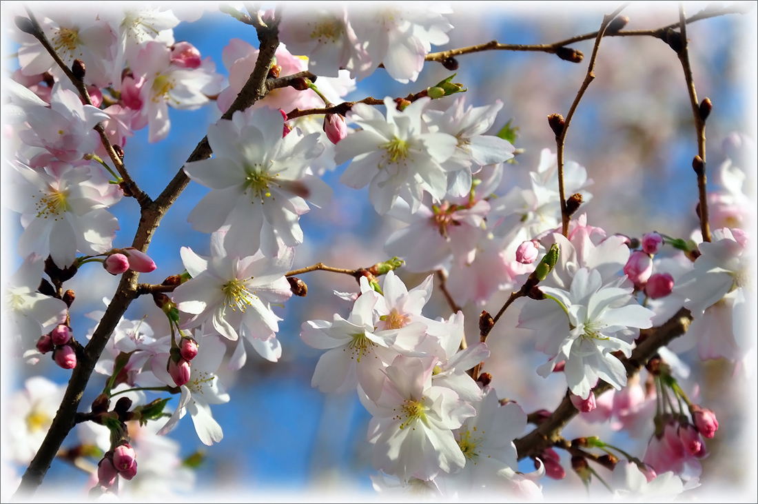 photo "***" tags: nature, flowers