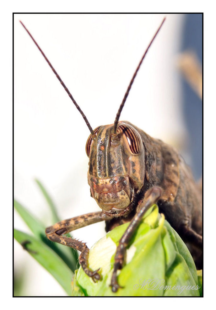 photo "grasshopper" tags: nature, macro and close-up, insect