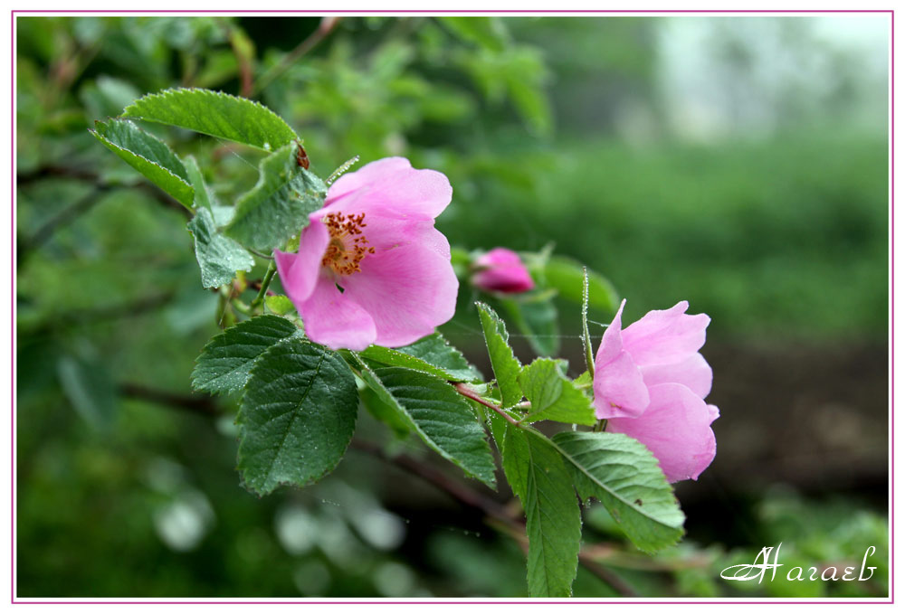 photo "***" tags: nature, flowers