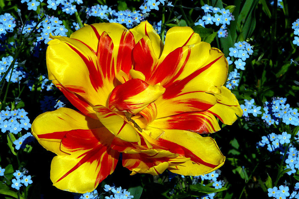 photo "Queen among flowers" tags: nature, colour, flowers, spring