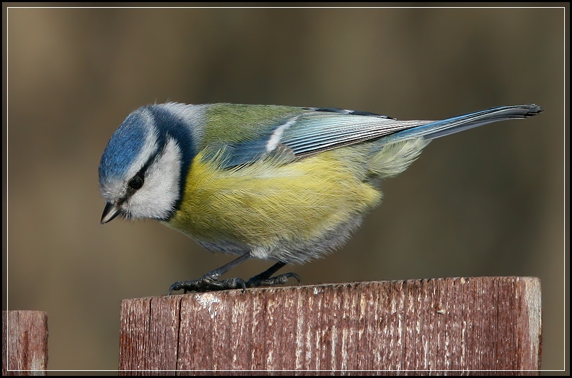 photo "Too high for me!" tags: nature, wild animals