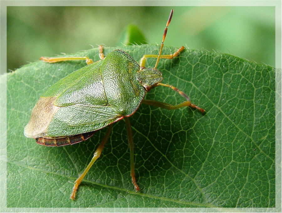 photo "***" tags: nature, insect