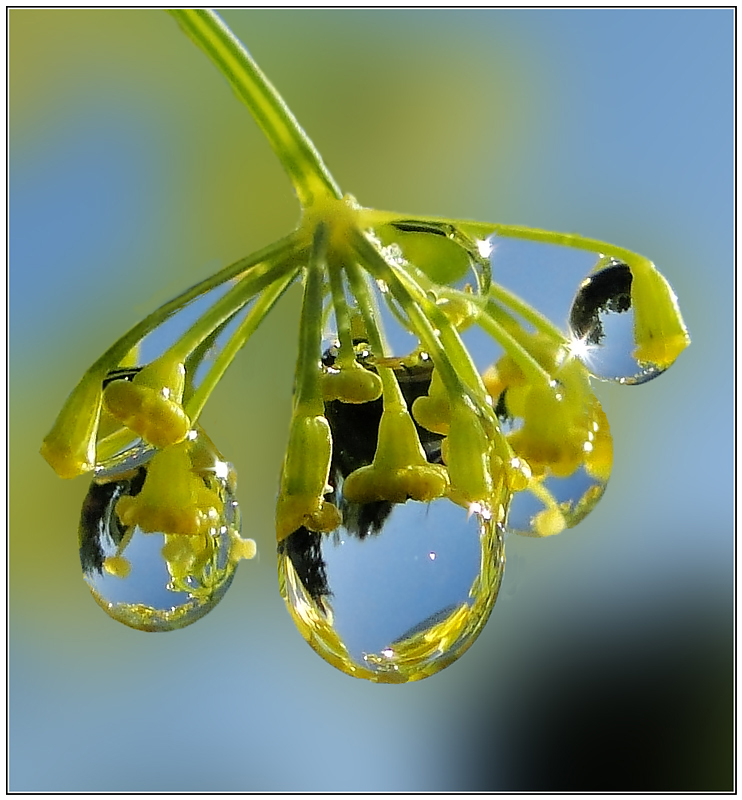 photo "***" tags: macro and close-up, nature, flowers