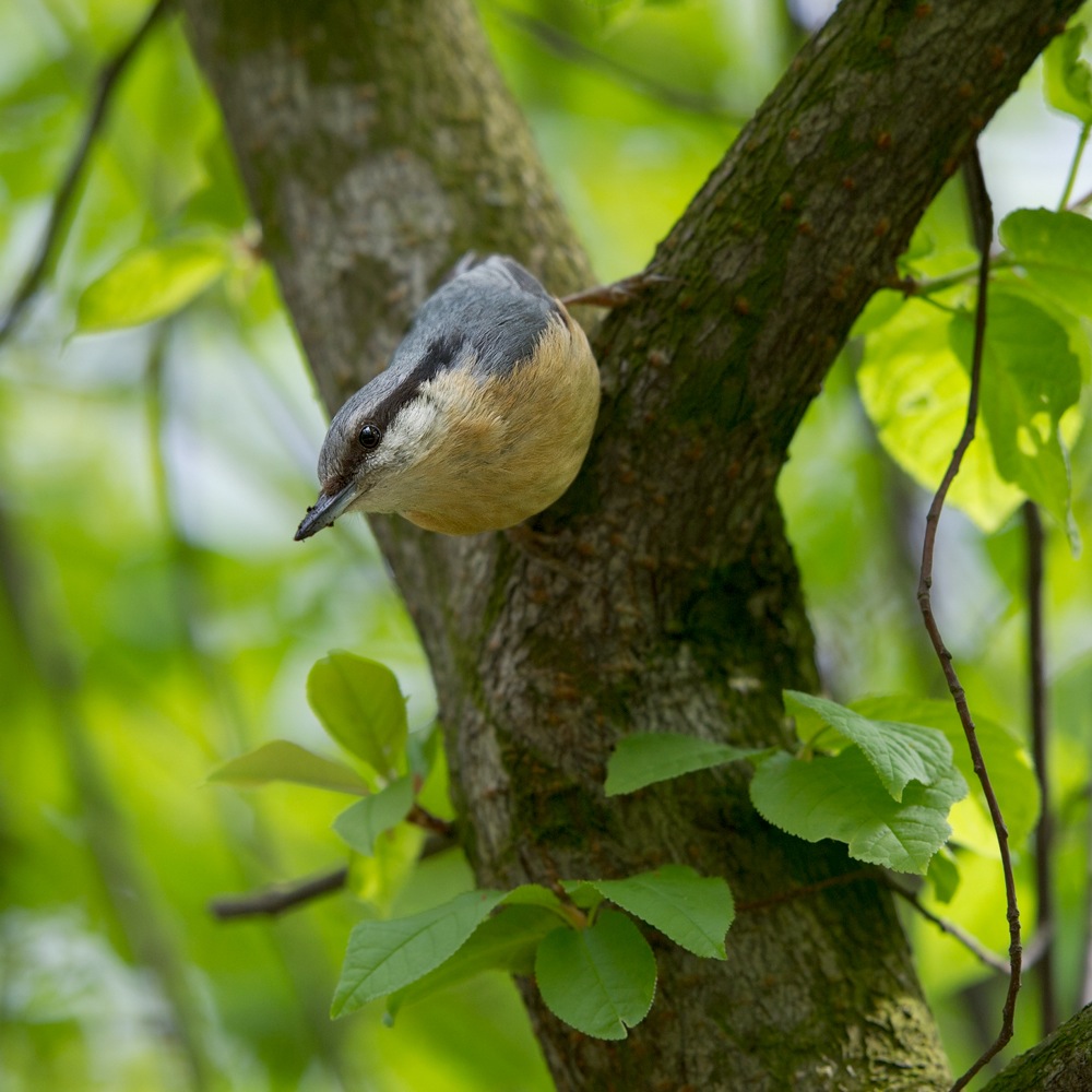 photo "Nuthatch" tags: nature, wild animals