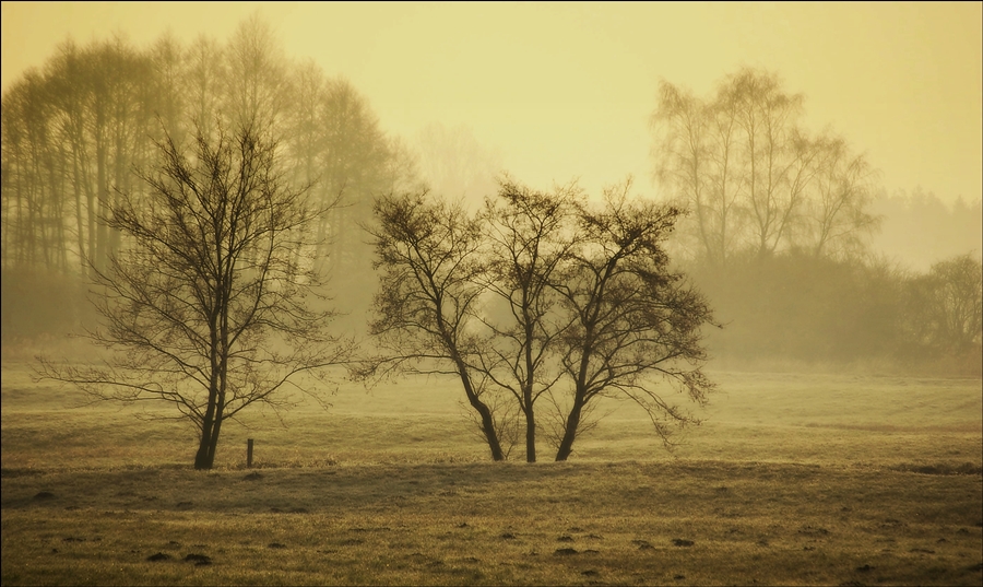 photo "***" tags: landscape, forest