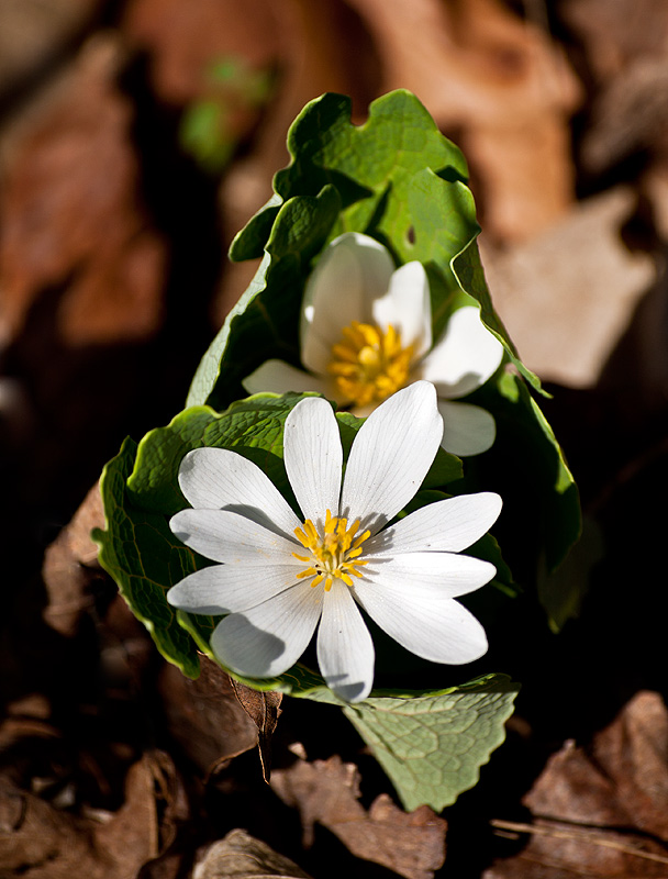 photo "the cocoon" tags: nature, flowers