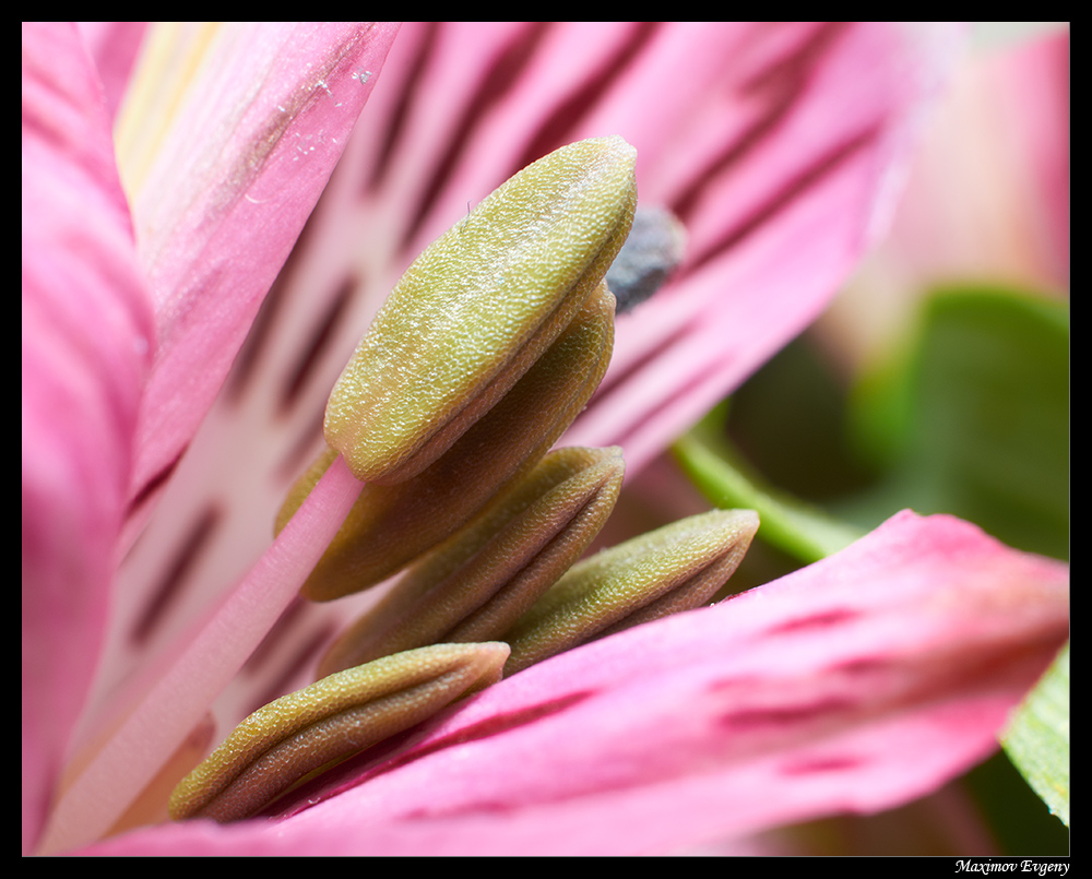 photo "***" tags: macro and close-up, 