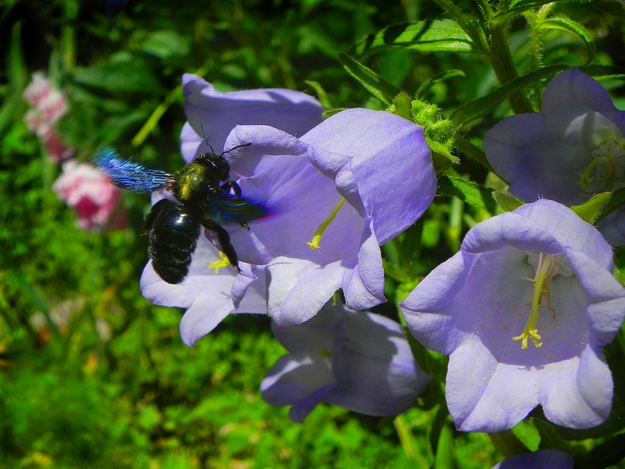 photo "***" tags: nature, flowers, insect