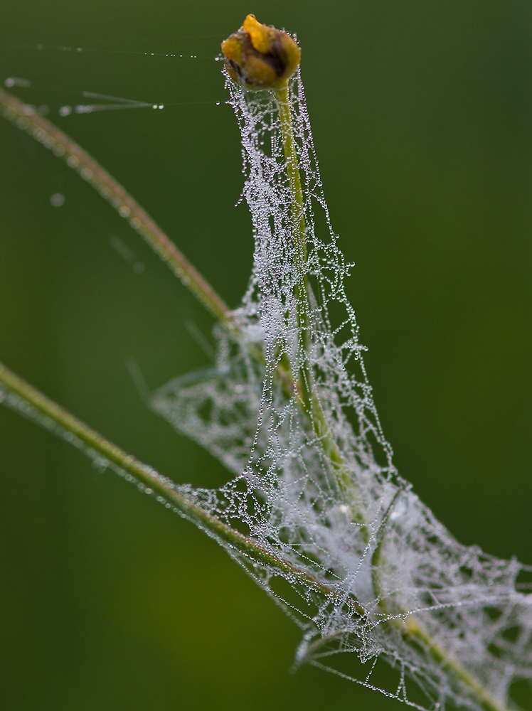 photo "In captivity." tags: nature, macro and close-up, flowers