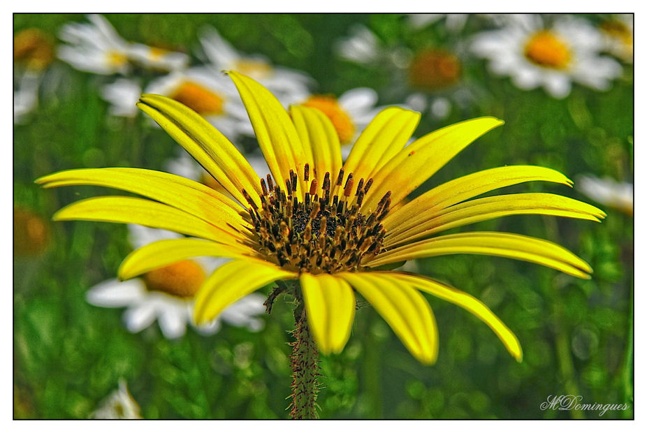 фото "wild flower" метки: природа, макро и крупный план, цветы